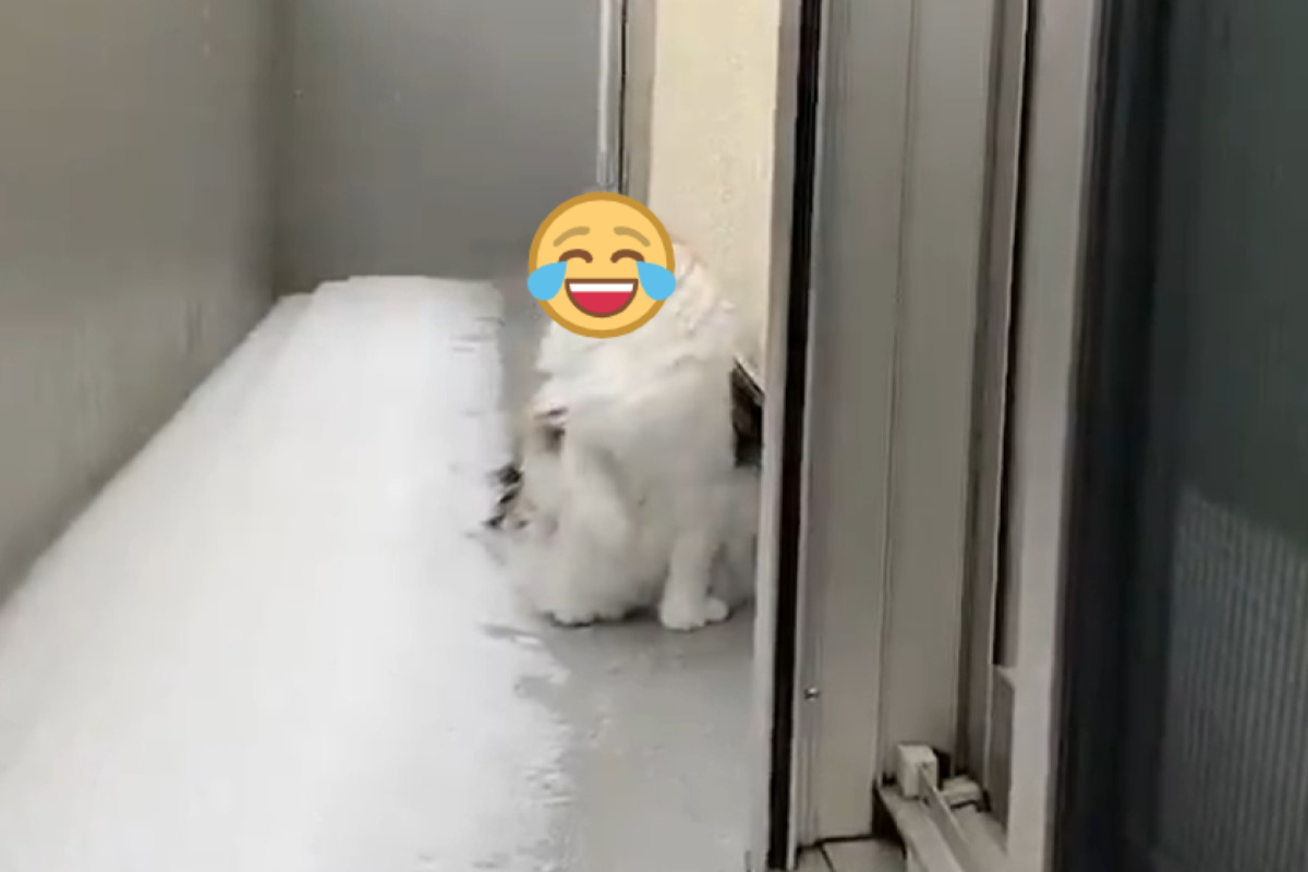 ▲貓咪吃了一口冰雪後，竟然做出奇怪的表情與動作，笑翻網友。（圖／推特帳號mojo23mac）