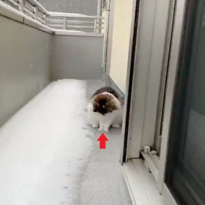 ▲這天推主家的貓咪在陽台玩雪。（圖／推特帳號mojo23mac）