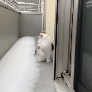 ▲貓：喔喔～太冰了～太冰了！（圖／推特帳號mojo23mac）