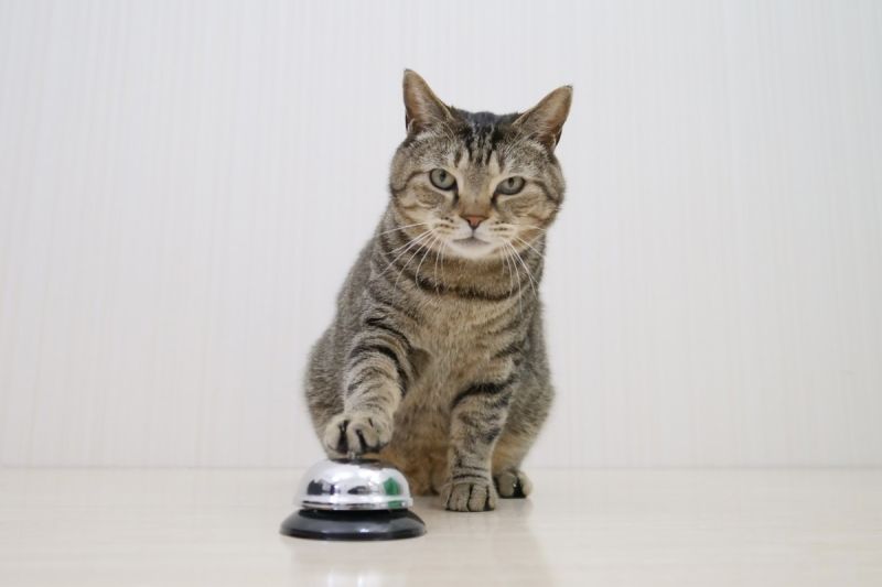 ▲日本會按鈴討食的網紅貓「Beruru（ぶるる）」於23日驟逝，讓許多貓咪感到非常不捨！（圖／推特帳號CatNaviDesk）