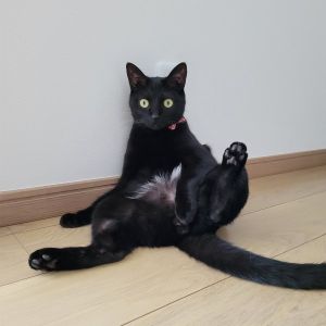▲推主家裡養了一隻帥氣的黑貓「Tichala」。（圖／推特帳號yukifuri0biyori）