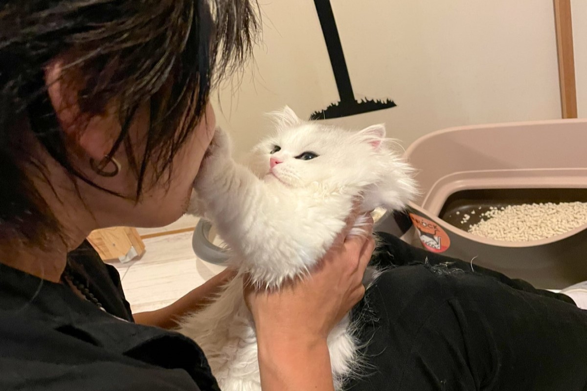 ▲日本一名飼主日前想要親親愛貓，卻狠遭拒絕。（圖／推特帳號NEKOLAND13）