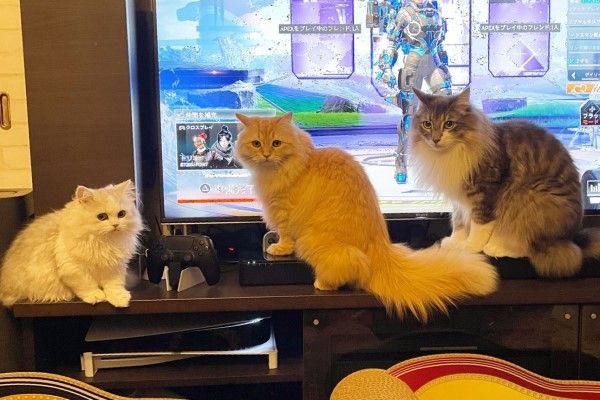▲飼主家裡養了三隻漂亮的貓咪，分別是灰白色的「Roy（右）」、橘色的「Emma（中）」以及新加入的「Norman（左）」。（圖／推特帳號NEKOLAND13）