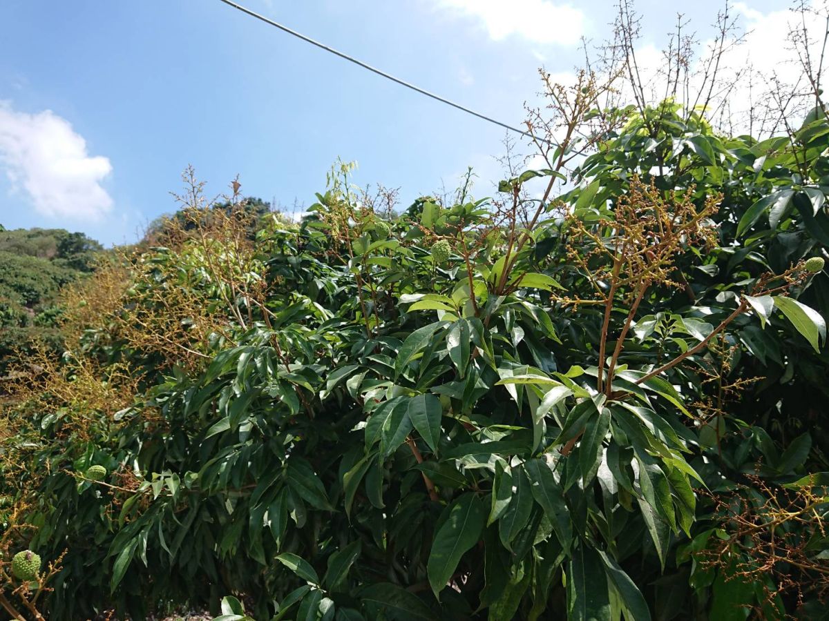 ▲高雄春雨較多低溫頻仍農作受災，農業局確認相關農作物災損後已持續爭取救助。（圖／高市府農業局提供）