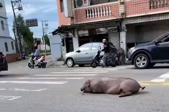 ▲豬跳車的畫面，讓不少網友逗趣表示「真的降肉了」。（圖／截取自《爆廢公社二館》影片）