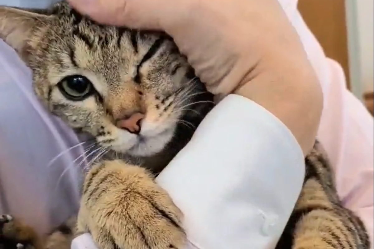 ▲最萌的辦公室夥伴，貓貓暖抱員工手臂撒嬌，眾人笑：「壓力全消失」。（圖／Twitter：Ulnet_222） 