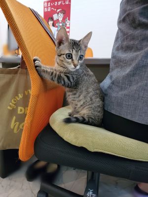 ▲貓貓剛到辦公室時，就很喜歡窩在員工後背。（圖／Twitter：Ulnet_222） 