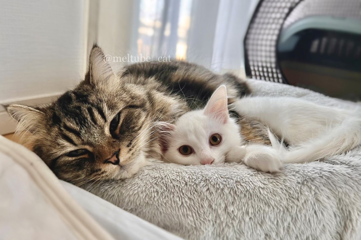 大貓睡覺「霸氣攬」小貓！畫面溫馨眾讚：感情真好| 寵毛星球| 生活| NOWnews今日新聞