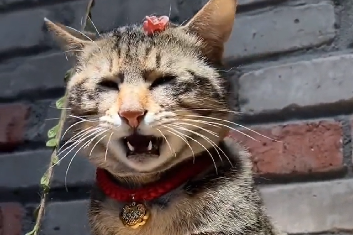 ▲小夾子一上頭，貓咪立刻嘴巴大張啊啊叫，網笑：「通信器連線了！」（圖／TiKTok：jiangxiaolang） 