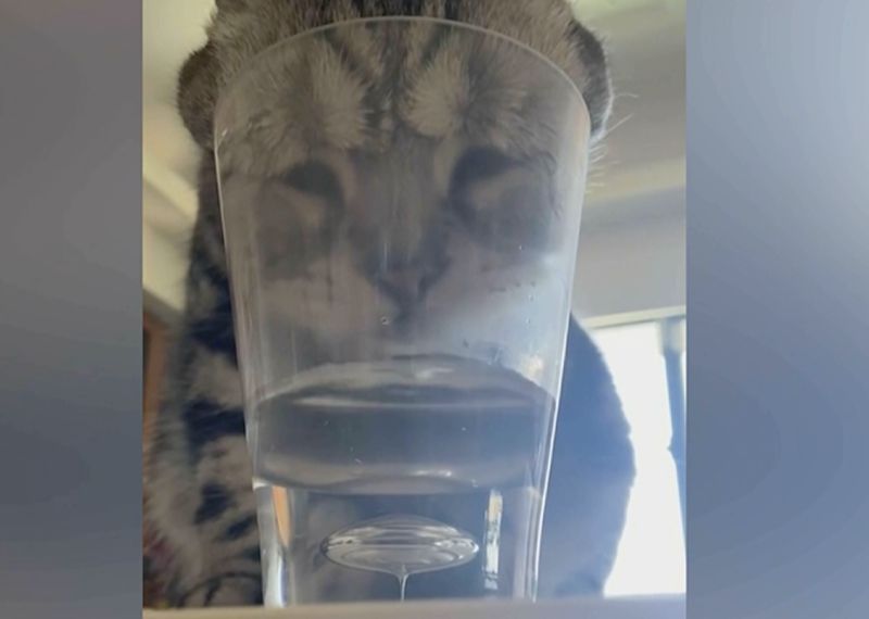 ▲一隻虎斑貓鑽入瓶口狹窄的玻璃杯和人類搶水，整張臉擠壓的模樣融化不少人。（圖／AP美聯社／Newsflare）