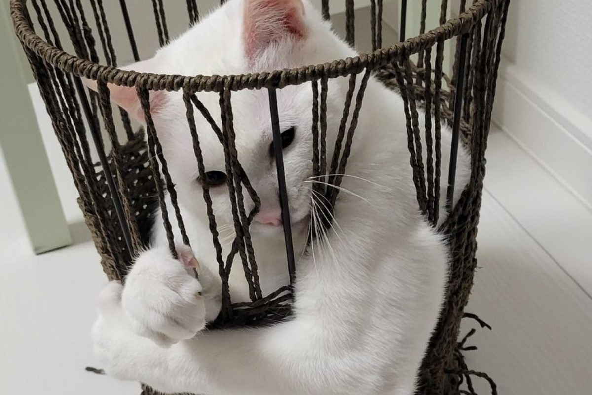 ▲白貓窩在籃子中超萌，下秒筋肉爆裂炸籃壁，眾抖爆：「喵皇饒命啊！」（圖／Twitter：oso234561） 