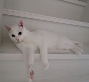 ▲推主家養得可愛小白貓。（圖／Twitter：oso234561）