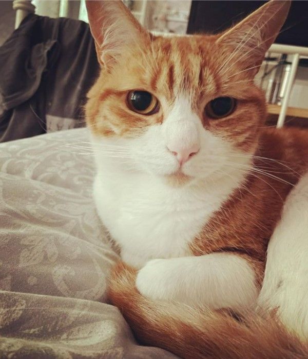 ▲「亞瑟（Arthur）」是一隻非常有禮貌的橘白貓。（圖／IG帳號arthurthehellocat）