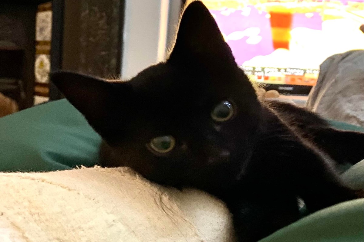 ▲英國一名女子日前腳受傷，剛飼養的黑貓竟然黏在身邊呼嚕陪伴。（圖／FB帳號Orion Ellen）