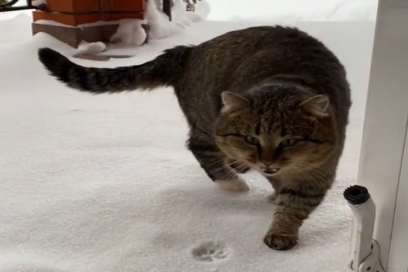下雪了！胖貓堅持出門放風　走幾步秒折返：肉球太冷啦
