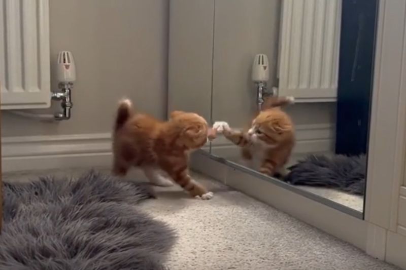 小橘貓鏡子前對自己狂挑釁！尾巴炸毛出肉球拍擊：踹共啊
