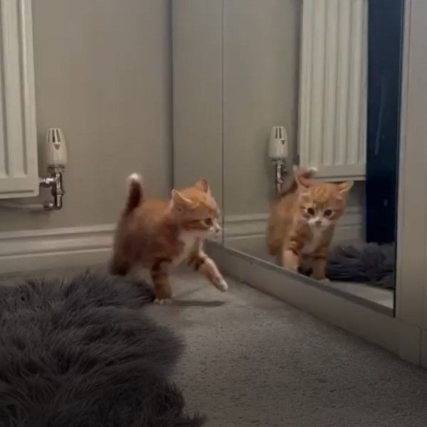 ▲這天辛巴發現鏡子裡竟然「有別隻貓咪」。（圖／IG帳號itsasimbalife）