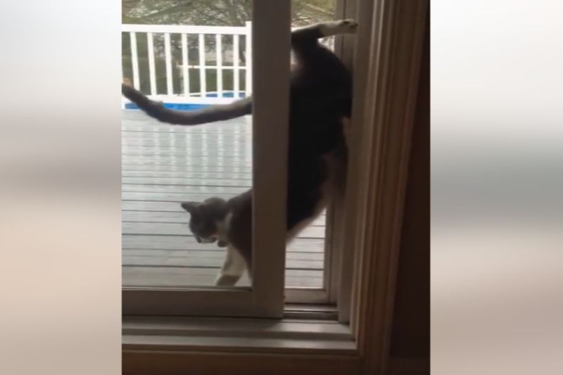 ▲加拿大一隻貓咪以奇怪的方式滑進屋內。（圖／美聯社AP／Jukin Media）