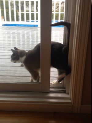 ▲這天黑白貓「Jasper」準備進屋，卻將屁屁朝著落地窗打開的縫隙。（圖／美聯社AP+Jukin Media授權）