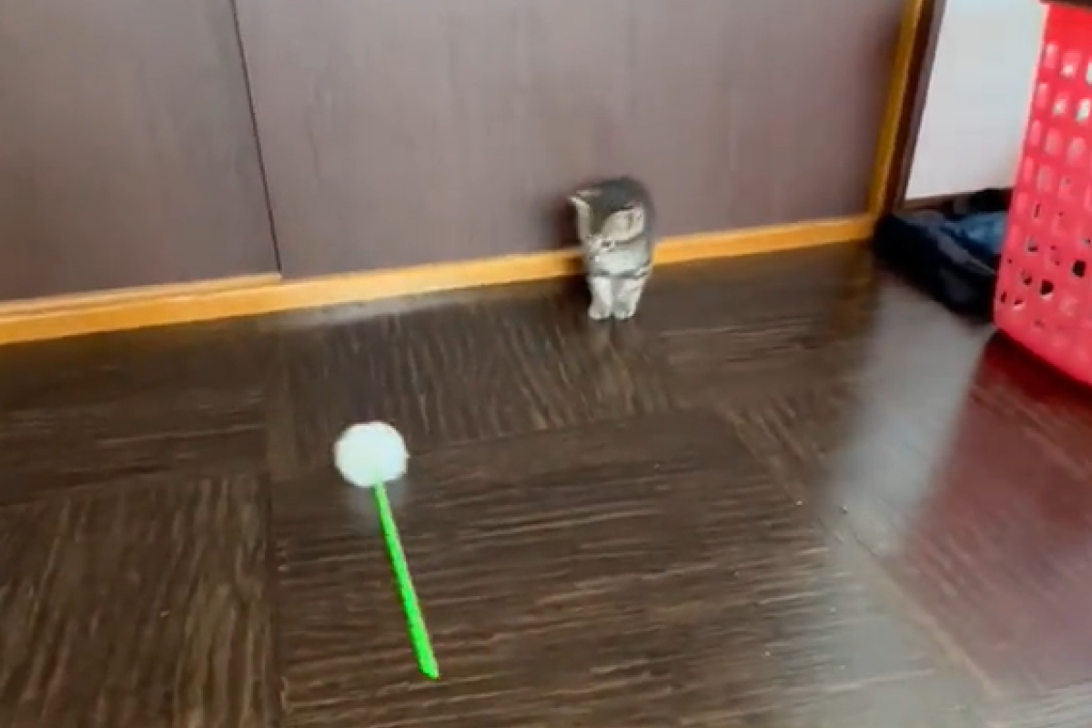 ▲奶貓驚嚇摔倒反應慢半拍，網友笑翻：「綜藝效果十足！」（圖／Twitter：GazErxrS2）