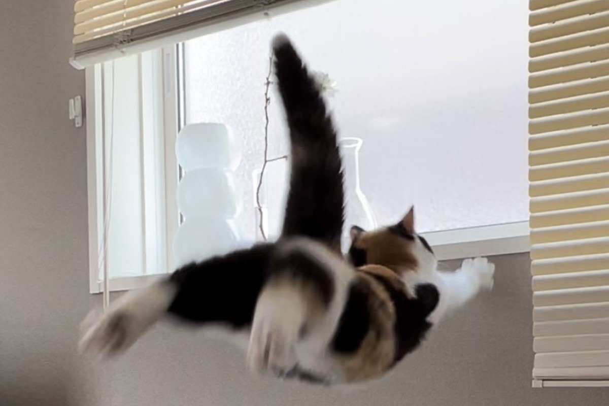 ▲判斷失誤！三花奶貓跳躍竟變自由落體，眾笑：「尊嚴沒了！」（圖／Twitter：oage_cat）