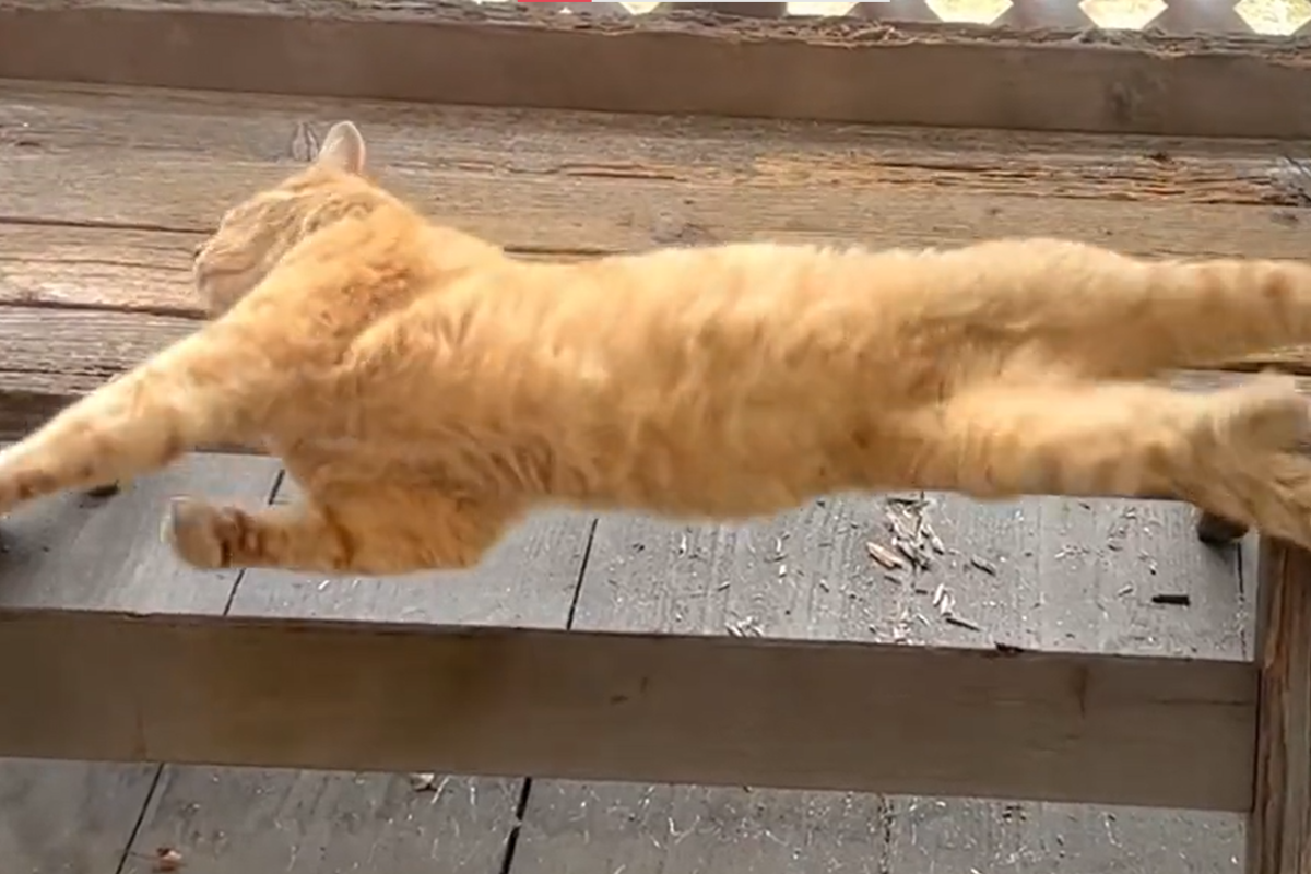 ▲落貓問題完美重現，牠睡昏頭摔下椅子後秒速擺正，網友全嗨翻。（圖／Twitter：Oa1Un） 