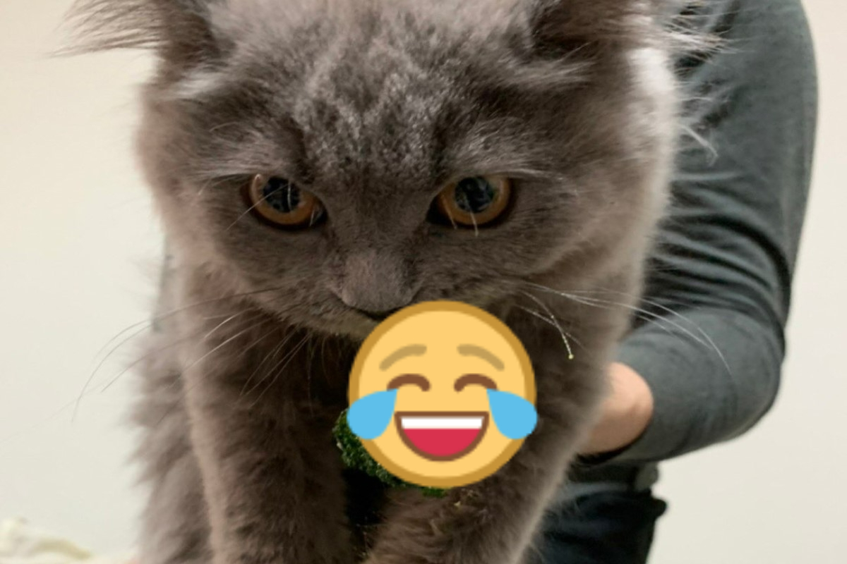 ▲日本一隻貓咪偷花椰菜當場遭到逮捕！（圖／推特帳號british_nekocha）