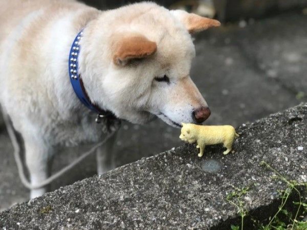 ▲日本一隻柴犬因為好奇心強意外遭蛇吻，下巴腫成國字臉！（圖／推特帳號yoshikesochan）