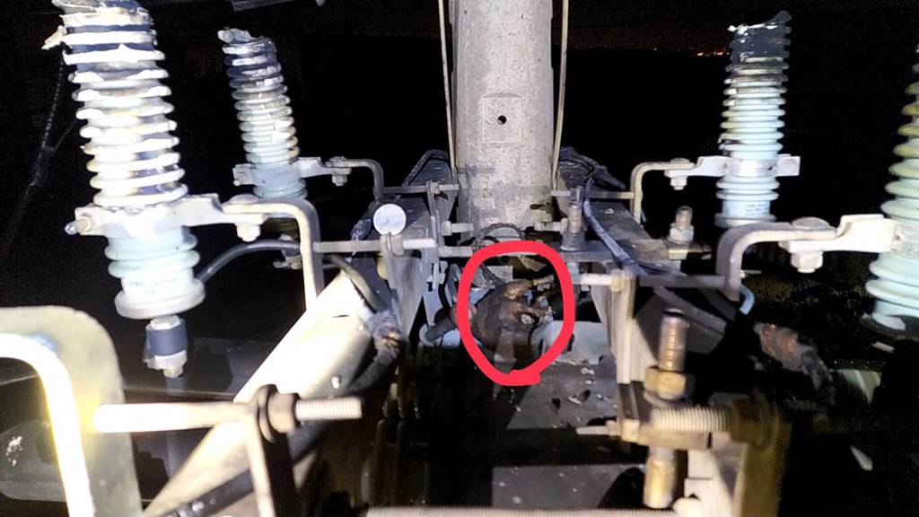 ▲台南安定區今（3)日傍晚6點18分傳出無預警停電，共308戶受影響，台電已於晚間7點29分全數復電，停電原因是松鼠誤觸線路，並公布松鼠焦屍照。（圖／翻攝畫面）