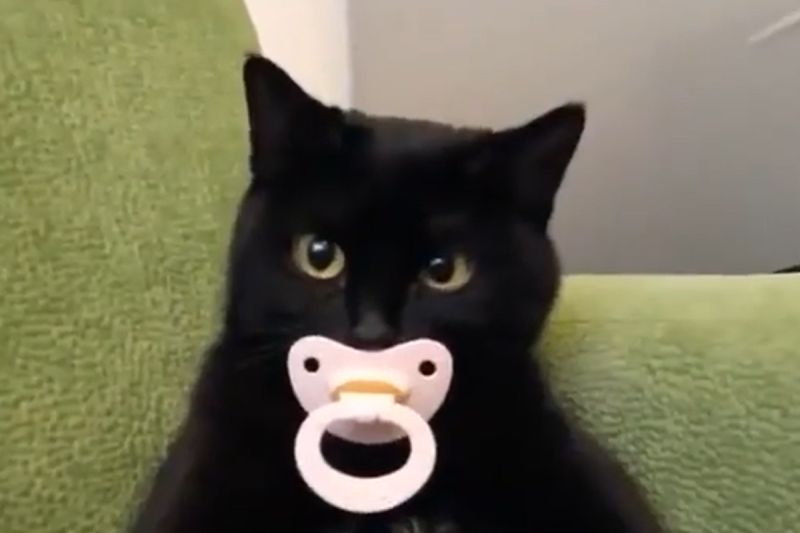 ▲Pepeto：本黑貓就是一隻寶寶，含奶嘴天經地義！（圖／Instagram：opepeto）