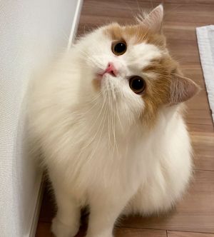 ▲是隻臉蛋超萌的貓貓。（圖／Twitter：Lemon0517ch）