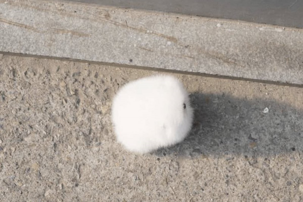 ▲是誰掉了顆白色栗子在地上？超萌正面照曝光，眾人全融化。（圖／Twitter：tyomateee2） 