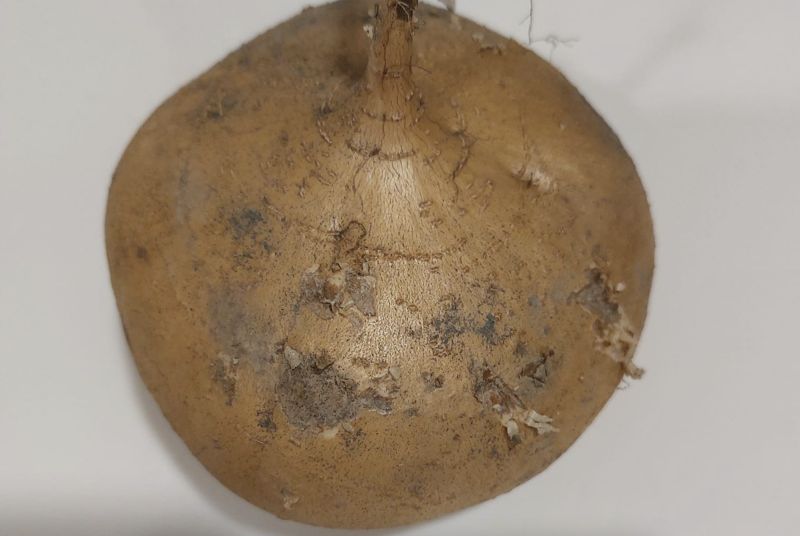 ▲豆薯的塊根肥大,肉潔白脆嫩多汁,富含糖分和蛋白質,還含豐富的維生素C。(圖/翻攝自臉書家常菜)
