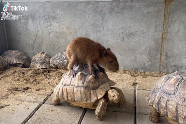 ▲這天龜龜的休息區裡，竟然有一隻小水豚踩在蘇卡達象龜的背上兜風。（圖／TikTok帳號akittinant）