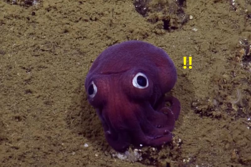 海底見「大眼紫烏賊」！牠傻愣定格　研究員：以為是玩具
