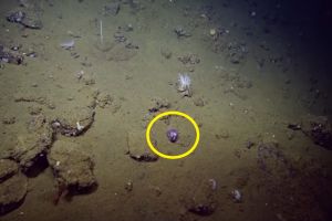 ▲E/V Nautilus研究團隊當時在美國加州外海的太平洋海床上，驚見一不尋常的生物。（圖／Youtube帳號EVNautilus）