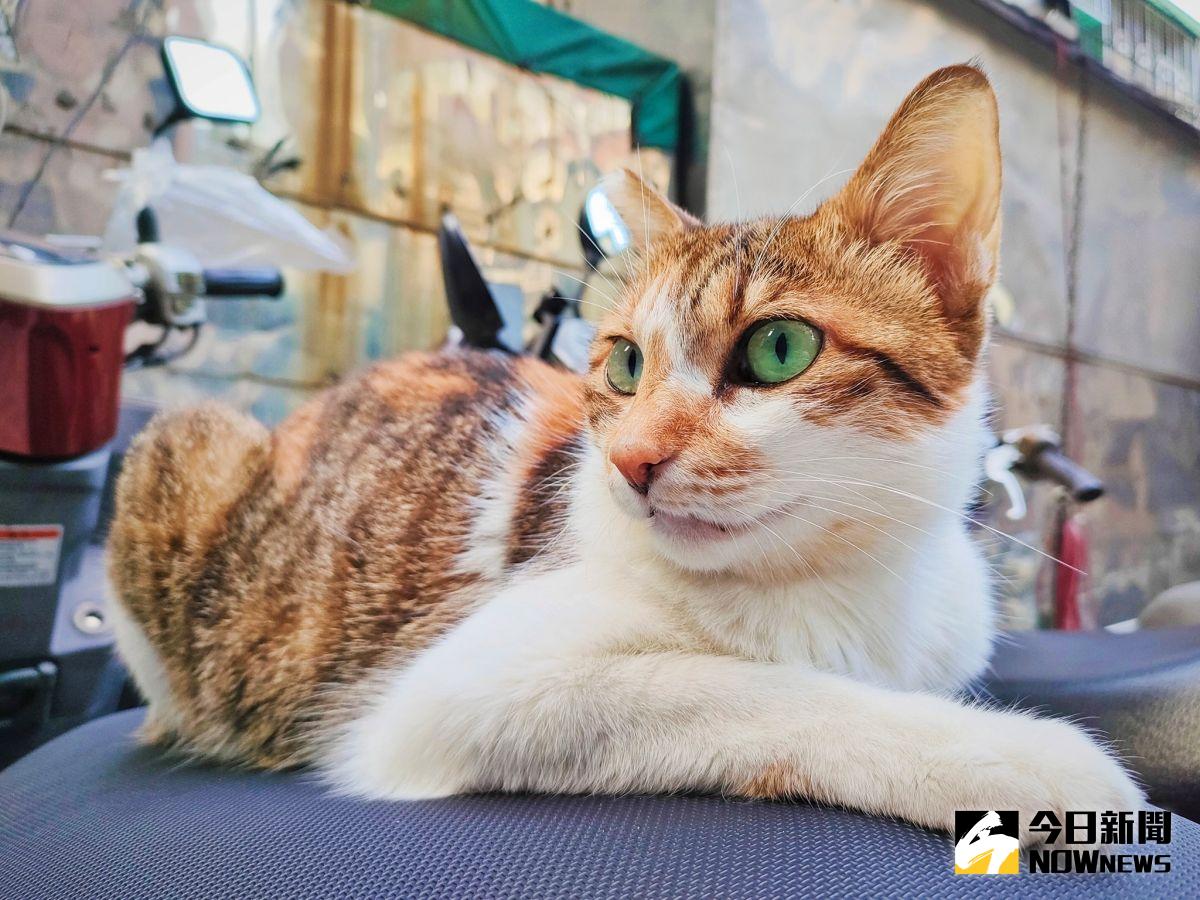 ▲農委會主委陳吉仲今（5）日表示，已與各界專家達成共識，將研議簡化犬貓及非經濟動物用藥品檢驗登記事宜，保障毛小孩權益。（示意圖／記者許若茵攝）