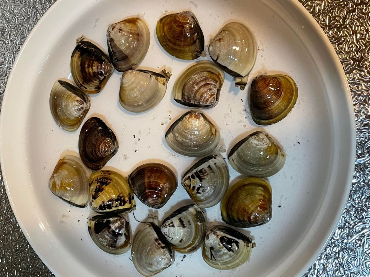 ▲有位網友分享市場老闆誇口「回家免吐沙」，回家仍舊堅持吐沙的成果。（圖／翻攝《廚藝公社》）