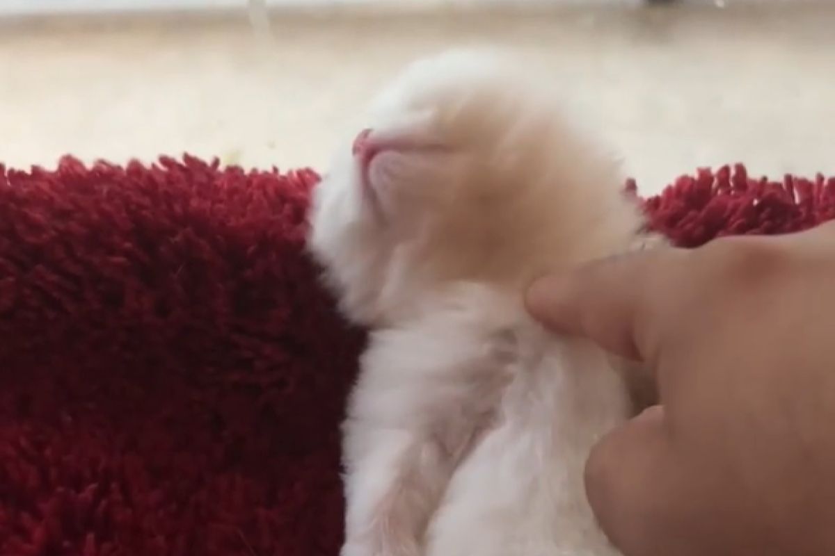 ▲肚子是開關，被戳後奶貓秒醒伸懶腰，啃手手撒嬌：「還想睡啦～」（圖／Instagram：kevin_britishcats） 