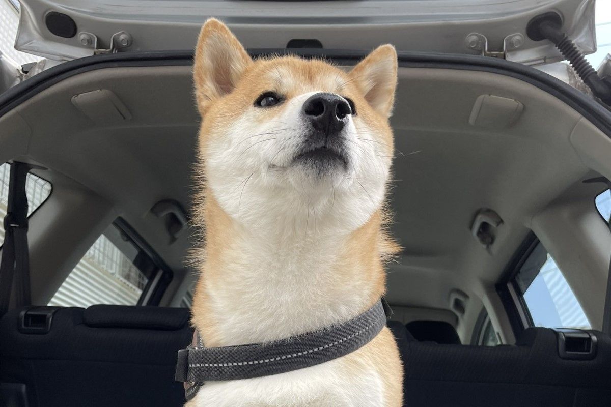 ▲搖擺柴犬上線！拍屁屁啟動跳舞模式，小腳腳狂踩，像跳踢踏舞。 （圖／Twitter：suzuki_kuritaro） 