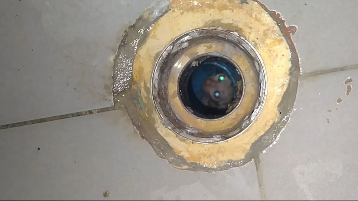 ▲屋主尋找廁所聲音來源，才發現排水孔裡一隻小母貓受困，兩眼發亮的注視他，所幸最後平安救出。（圖／AP+ Newsflare）