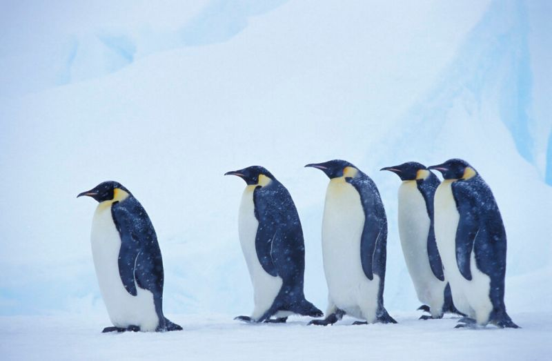氣候變遷害事！皇帝企鵝面臨滅絕風險　美列入保護名單
