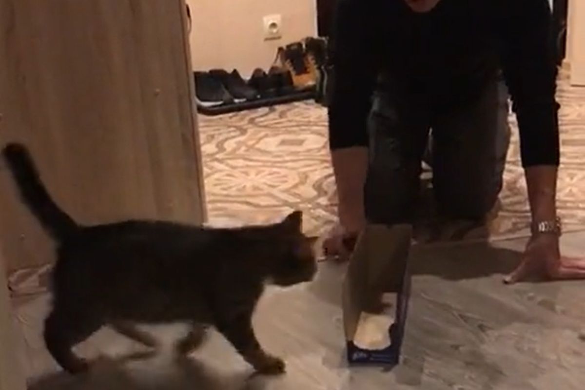 ▲開發新玩法，貓咪坐紙盒成小小火箭砲，翻車也不怕。（圖／TiKTok：zagranpasports）