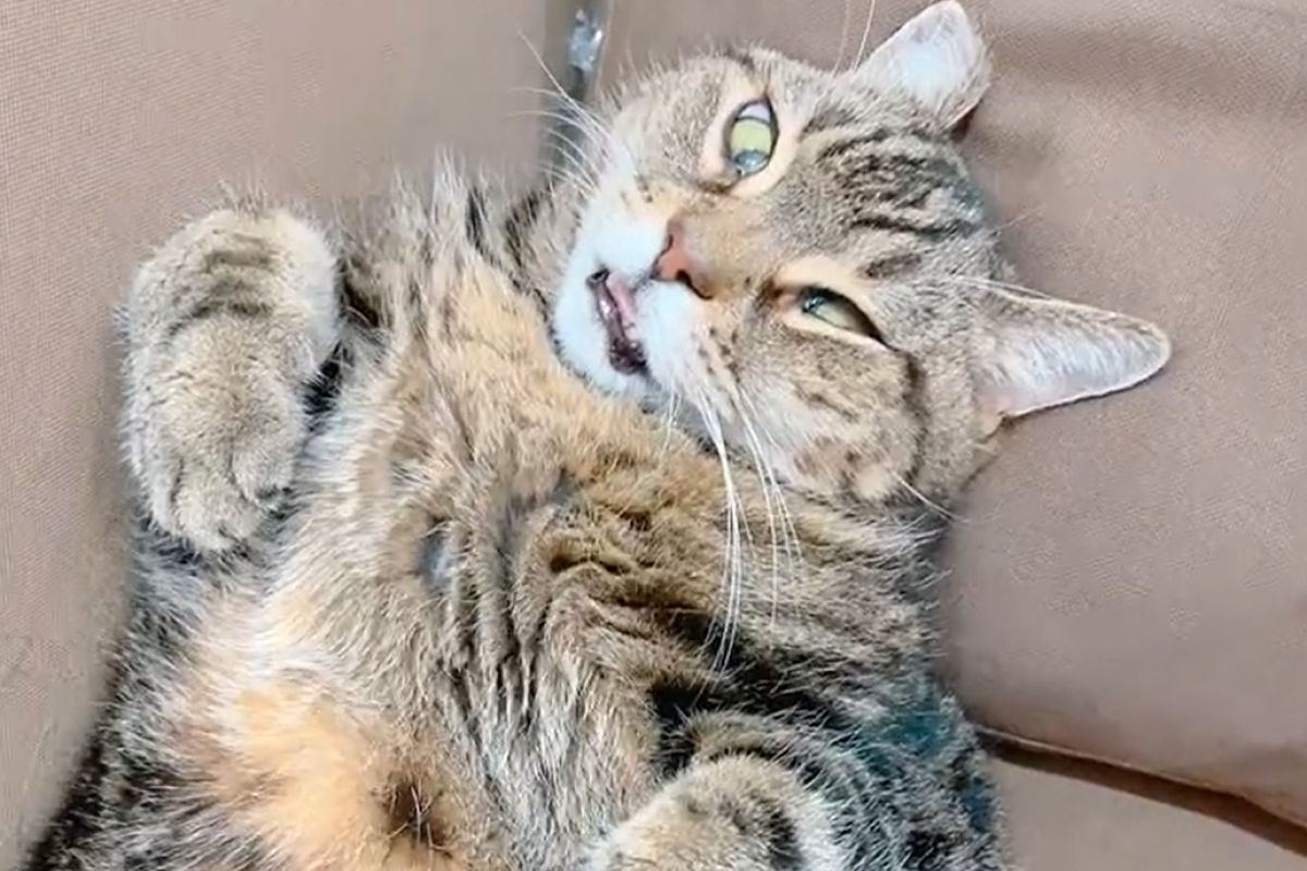 ▲真的睡翻，飼主見愛貓狂氣睡臉嚇瘋：「還以為壞了」。（圖／Twitter：10tombs）