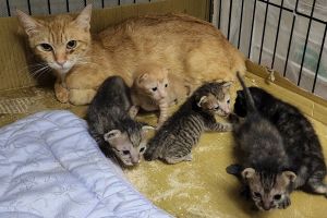 ▲在屏東救回一隻懷孕卻受傷的流浪貓，在醫院產下6隻小貓。（圖／台灣動物緊急救援小組授權提供）