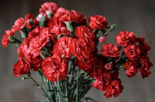 康乃馨是母親節的代表花卉。(示意圖/取自pixabay) ▲許多媽媽們昨日都收到康乃馨,想要延緩開花時間,有好幾個事項要注意。(示意圖/取自pixabay)