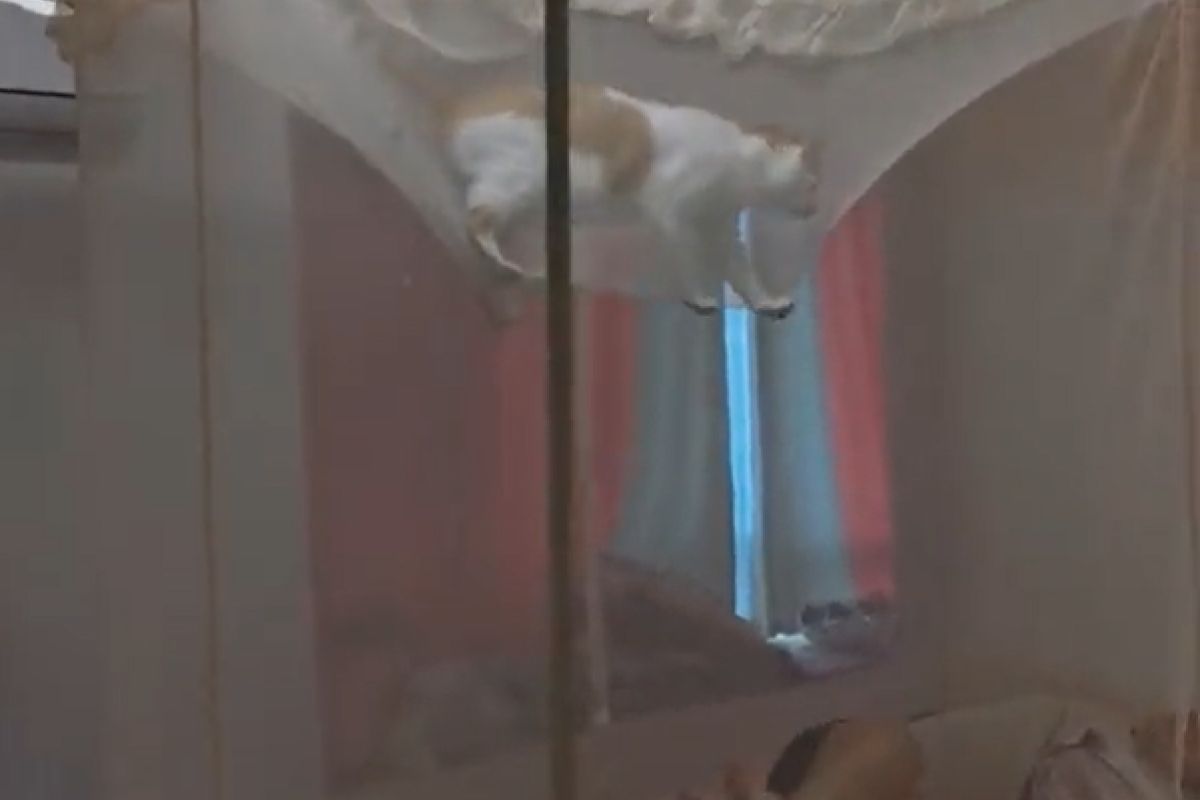 ▲防蚊紗不僅防蚊也防到貓，牠靠近不了好著急，立刻跳上紗帳。（圖／抖音：噜噜和臭臭）