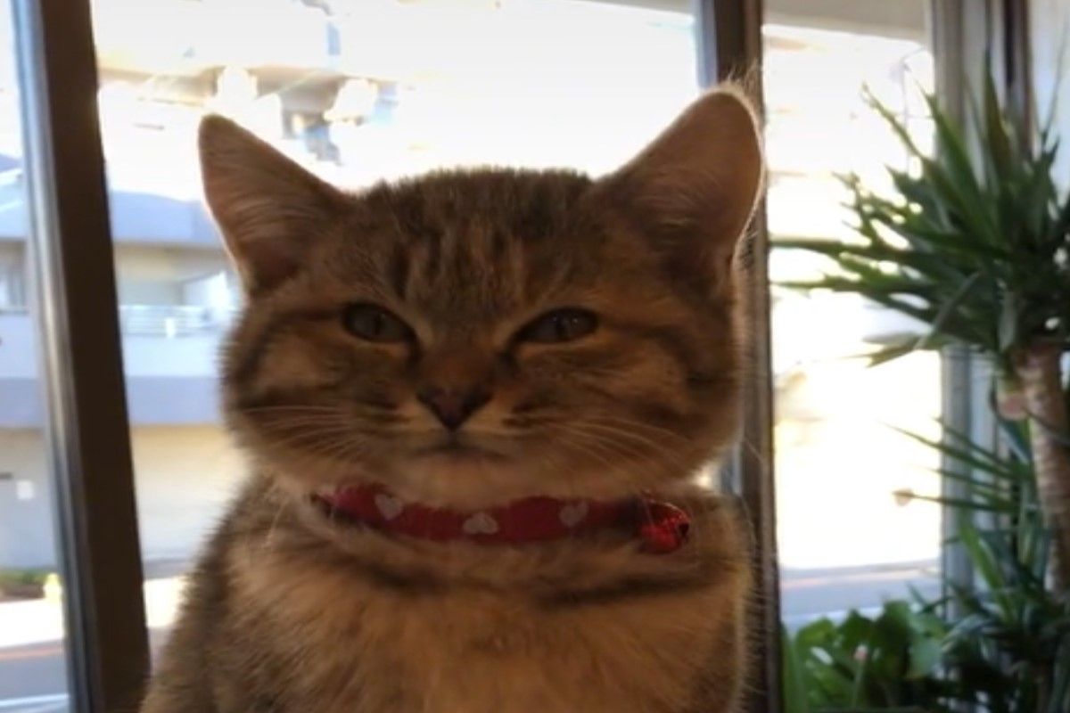 ▲日本一隻小貓洗完澡後，可愛的小圓臉露出瞇眼微笑。（圖／TikTok帳號shiorisama1201）