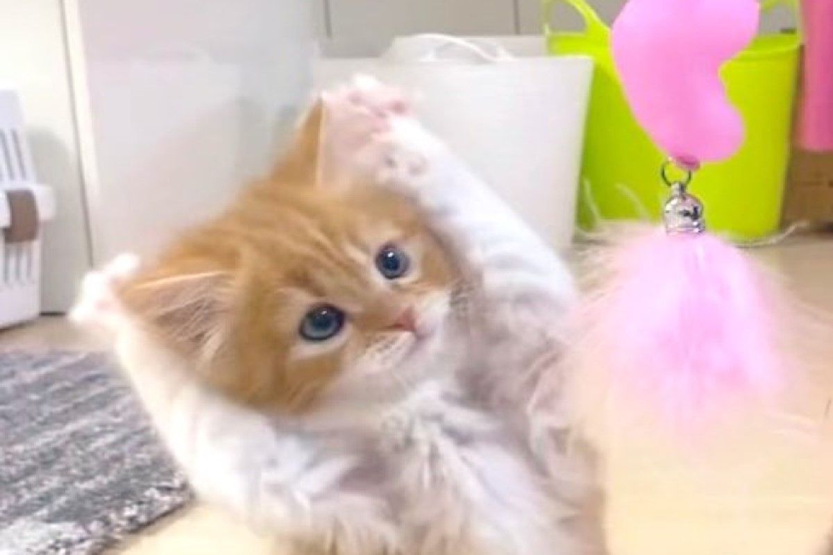 ▲日本一隻橘白小貓玩逗貓棒時，意外變成「抓耳朵」，看起來就像舉手投降！（圖／推特帳號Kurumi_mochio）