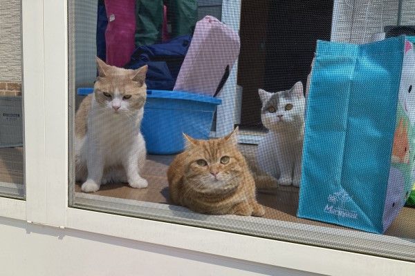 ▲飼主家裡養了三隻貓咪，分別是「Chomi（左）」、「Putiko（中）」以及「Pao（右）」。（圖／IG帳號chomiputi）